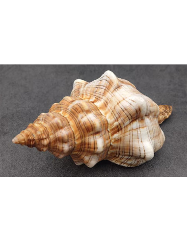 Caracola Fasciolaria Trapecium