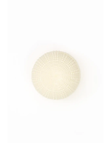  bol con tapa erizo de mar