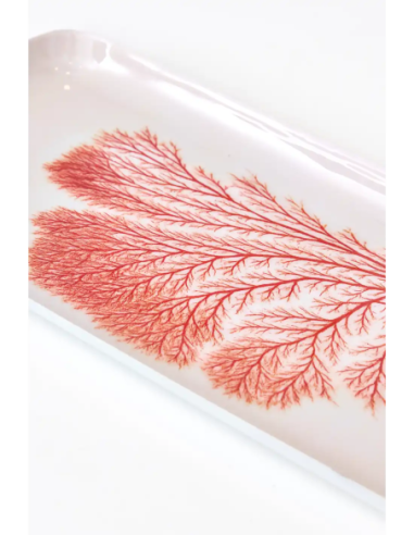  bandeja gorgonia 