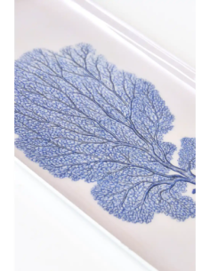 gorgonia azul  2