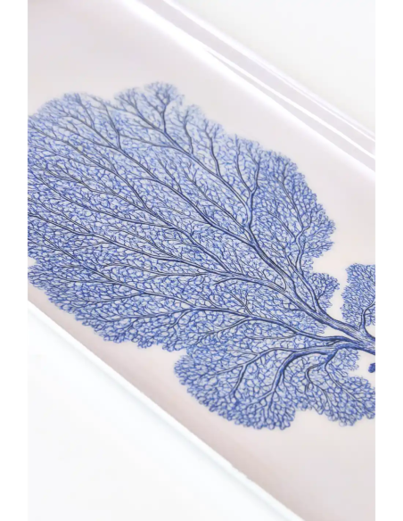  gorgonia azul 