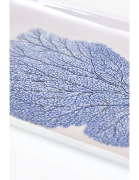  gorgonia azul 