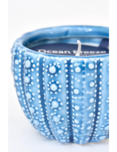 vela azul marino erizo de mar  2