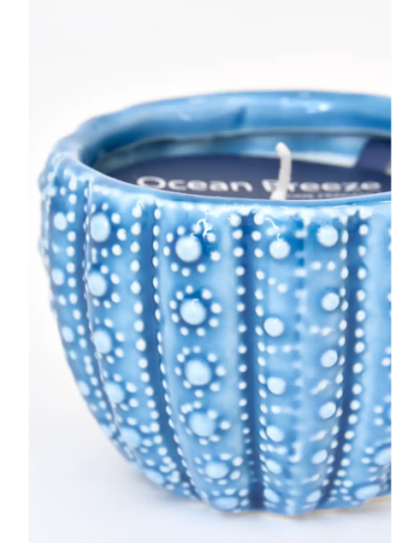  vela azul marino erizo de mar 