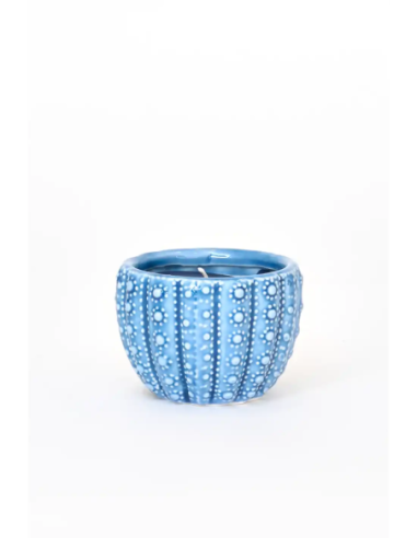  vela azul marino erizo de mar 
