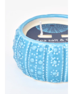 vela erizo de mar azul  2