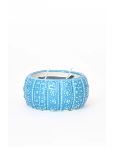  vela erizo de mar azul 