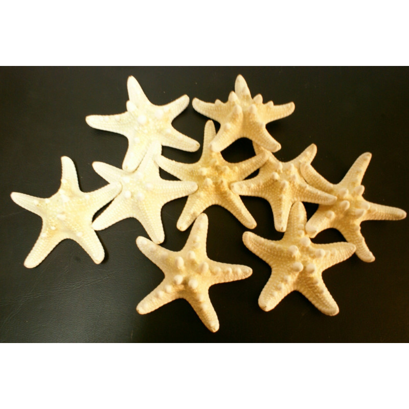 Natural Real Estrella de mar Estrella de Mar Estrella de Peces (Natural,  2-3 (Mediano) - 36 PCS)
