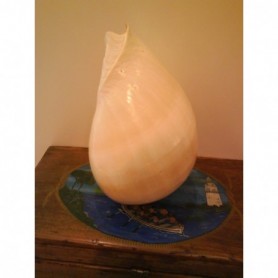 Caracola Melo Diadema 2