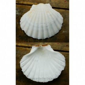 Concha Vieira blanca
