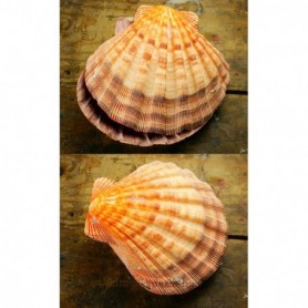 Concha de mar Vieira pareja