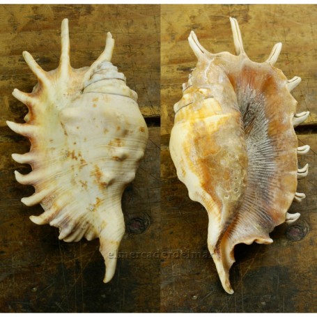 Caracola de mar Lambis millepeda