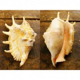 Caracola marina Lambis Lambis