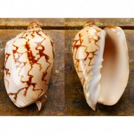 Caracola de mar Voluta Nobilis
