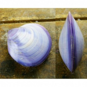 Concha pareja Tigrina Lila