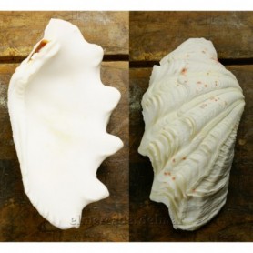 Concha marina Tridagna