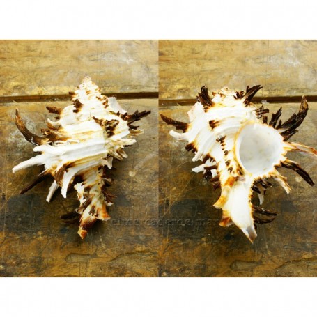 Caracola marina Murex Endivia