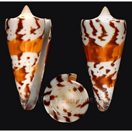 Caracola Conus Generalis
