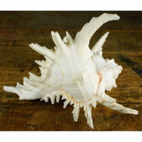Caracola Murex Ramosus 2
