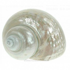Caracola Turbo Nácar