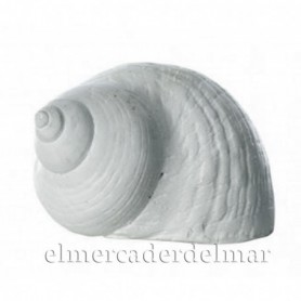 Caracol marino