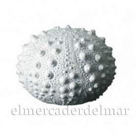 Erizo de mar