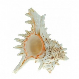 Caracola Murex Ramosus
