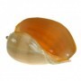 Concha de mar Melo Diadema