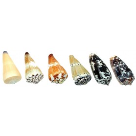 Caracola mar Conus Variados