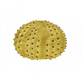 Lámpara erizo de mar