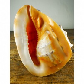 Caracola de mar cassis cornuta