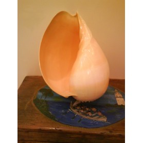 Caracola Melo Diadema