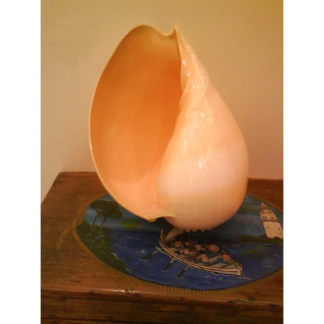 Caracola Melo Diadema