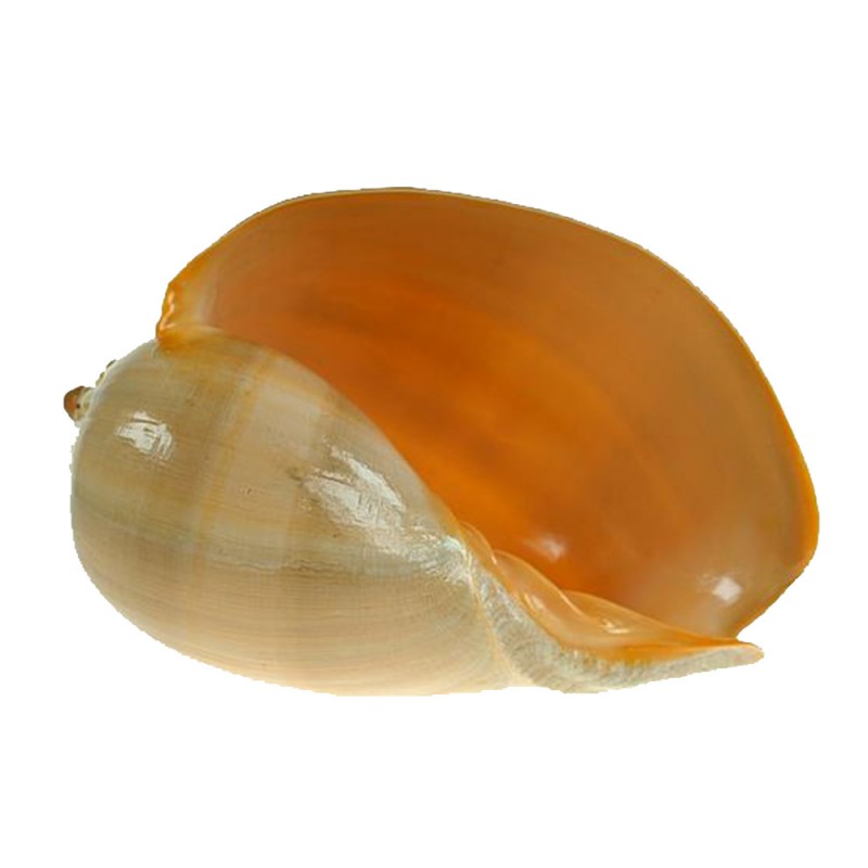Concha del Mar Melodiadema