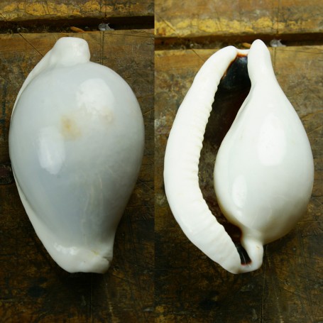 caracola del mar Cyprea Ovula Ovum