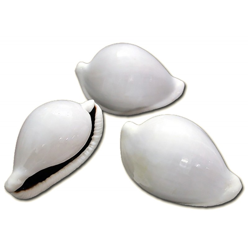 concha Cyprea Ovula Ovum