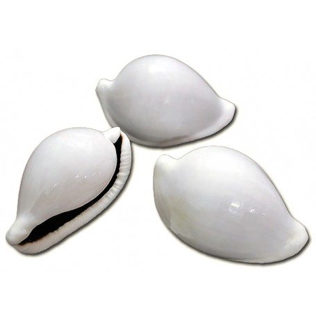 concha Cyprea Ovula Ovum
