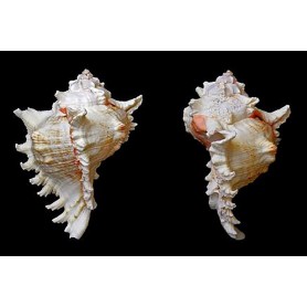 Caracola Murex Ramosus 2