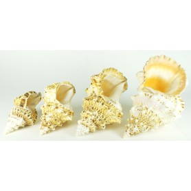 Caracola Bursa Bobu para decoración marinera 2