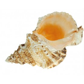 Caracola Bursa Bobu para decoración marinera