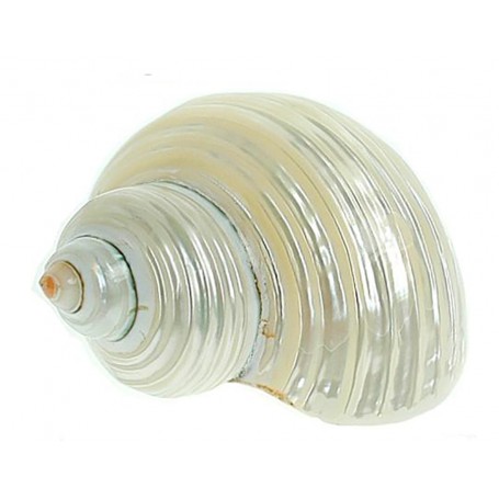 Caracola Turbo Nacarada Plata