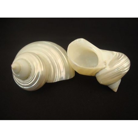Caracola Turbo Nacarada Plata