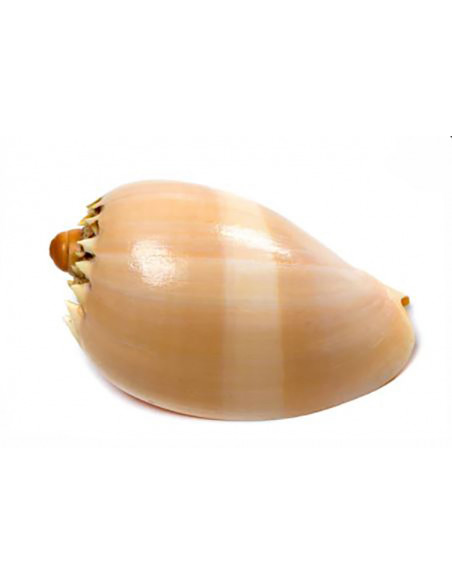 Caracola de mar Melo Diadema