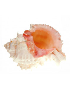 Caracola murex brasica 2