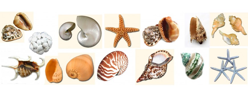 Conchas y caracolas de mar para decoración náutica