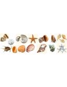 Conchas y caracolas de mar